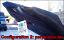 TST Industries Fender Eliminator for the Suzuki GSXR 1000. TST Industries Fender Eliminator for the Suzuki GSXR 1000.